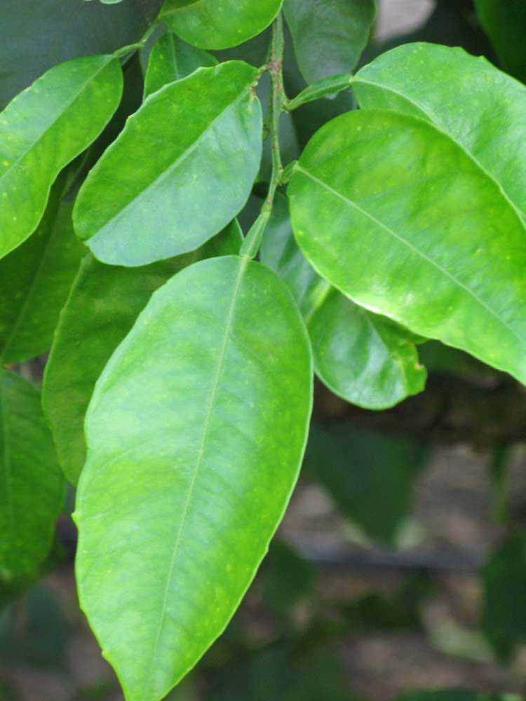              Shade leaves (Winter Haven, FL)       